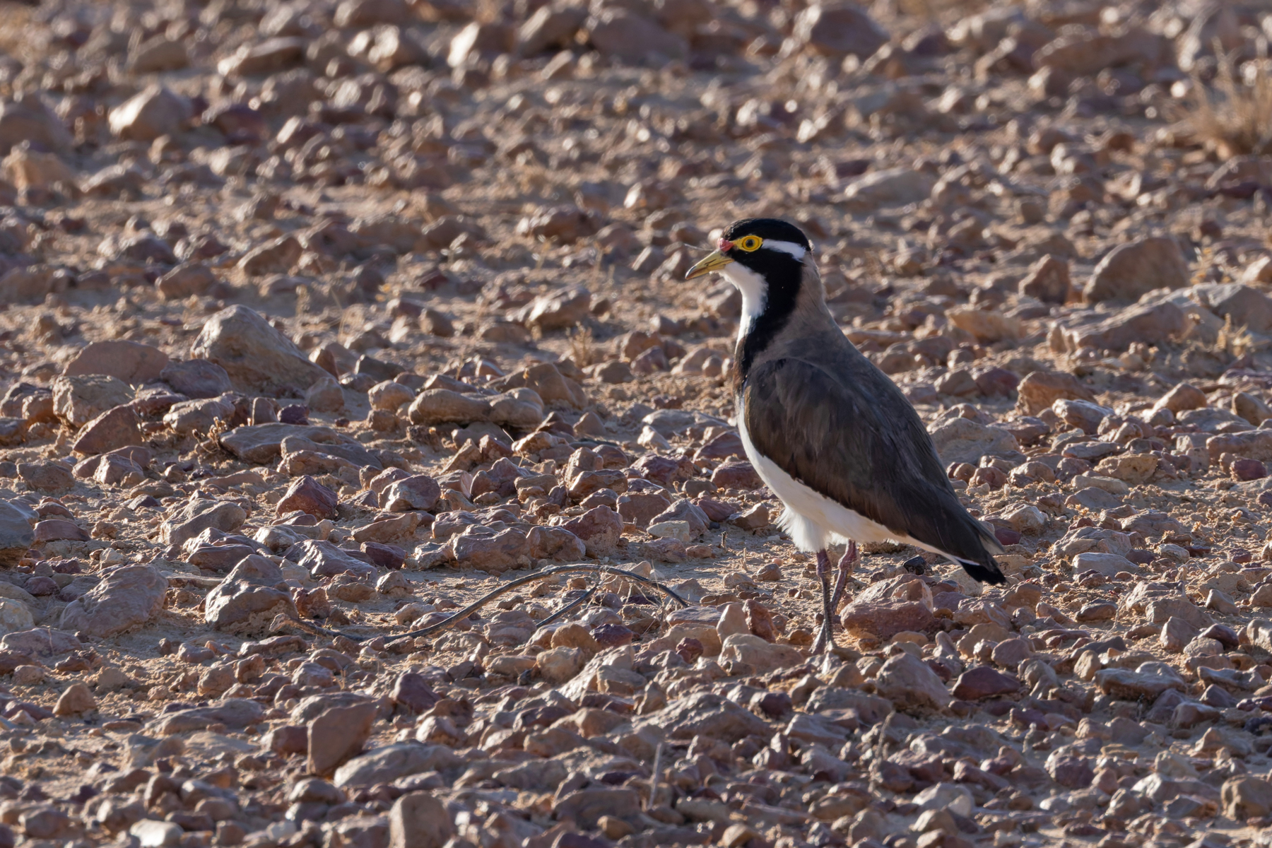 Banded Lapwing (image by Mike Watson)