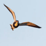 Banded Lapwing (image by Mike Watson)