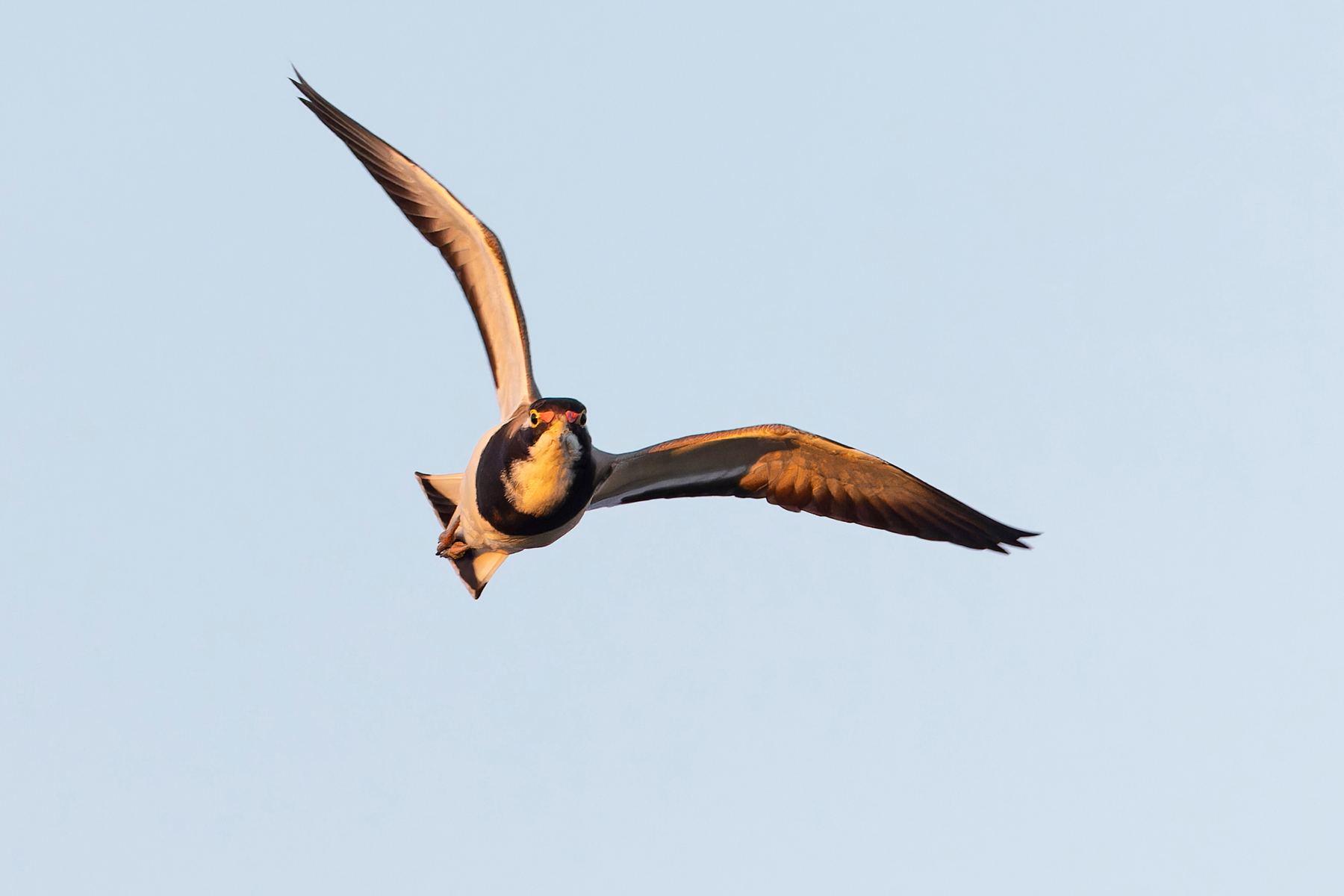 Banded Lapwing (image by Mike Watson)