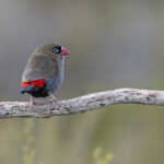 Beautiful Firetail (image by Mike Watson)