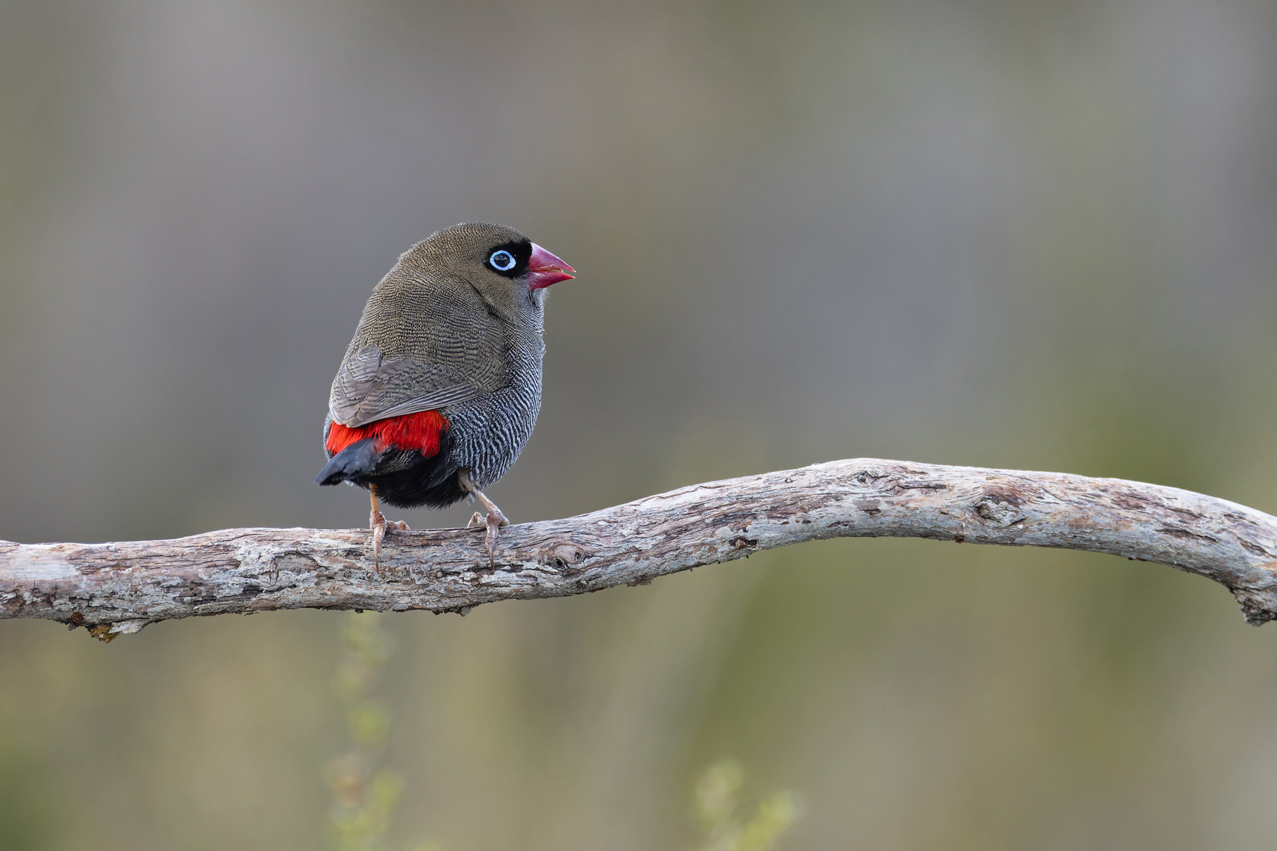 Beautiful Firetail (image by Mike Watson)