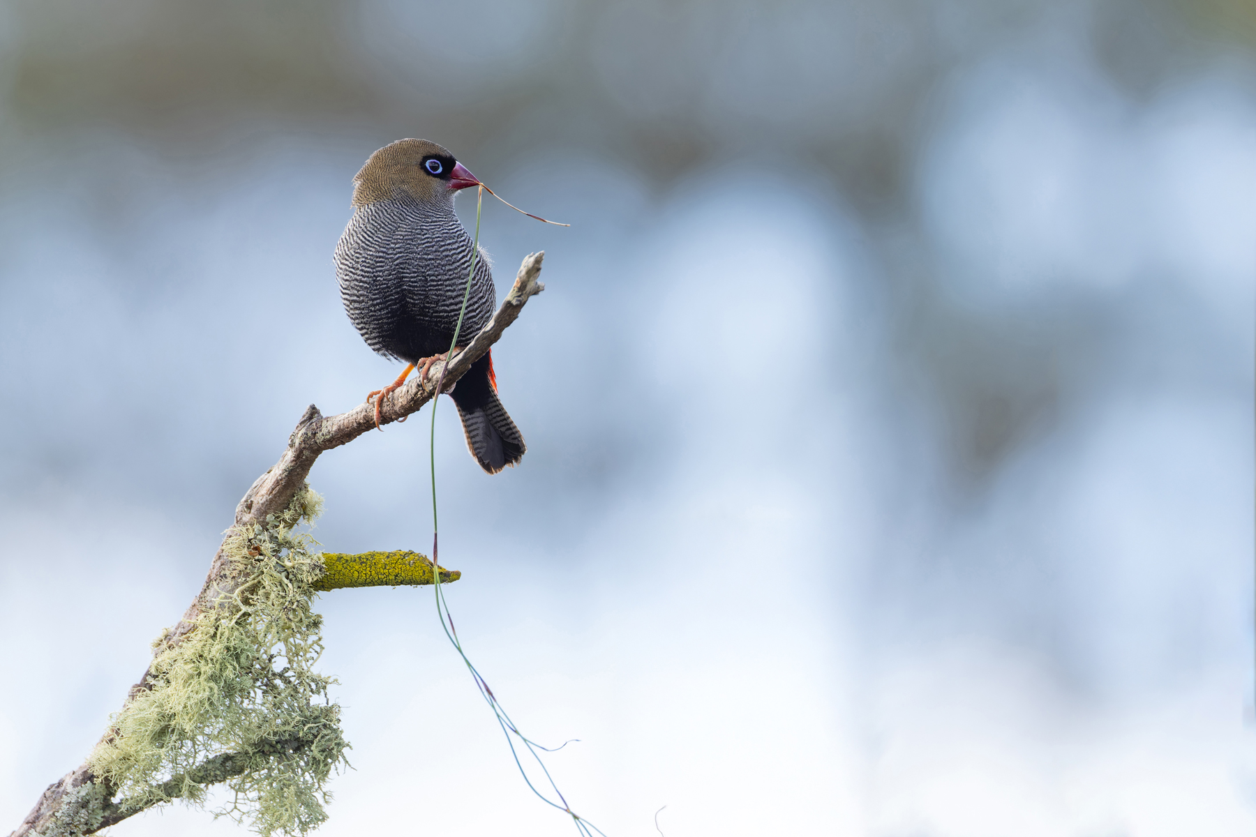 Beautiful Firetail (image by Mike Watson)