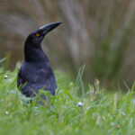Black Currawong (image by Mike Watson)