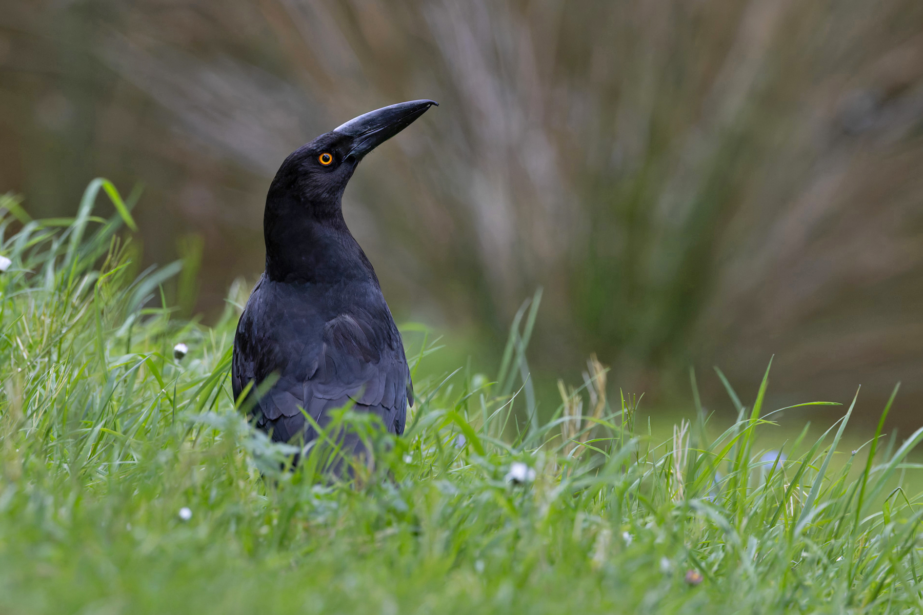 Black Currawong (image by Mike Watson)