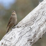 Brown Treecreeper (image by Mike Watson)