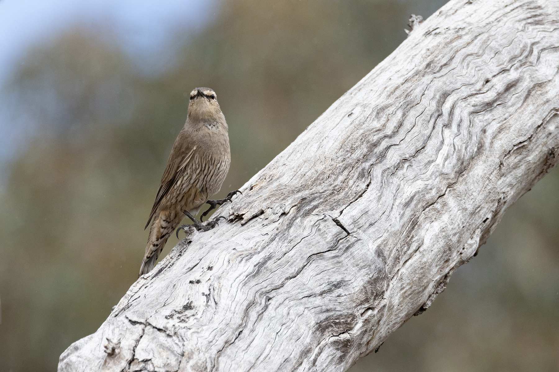 Brown Treecreeper (image by Mike Watson)