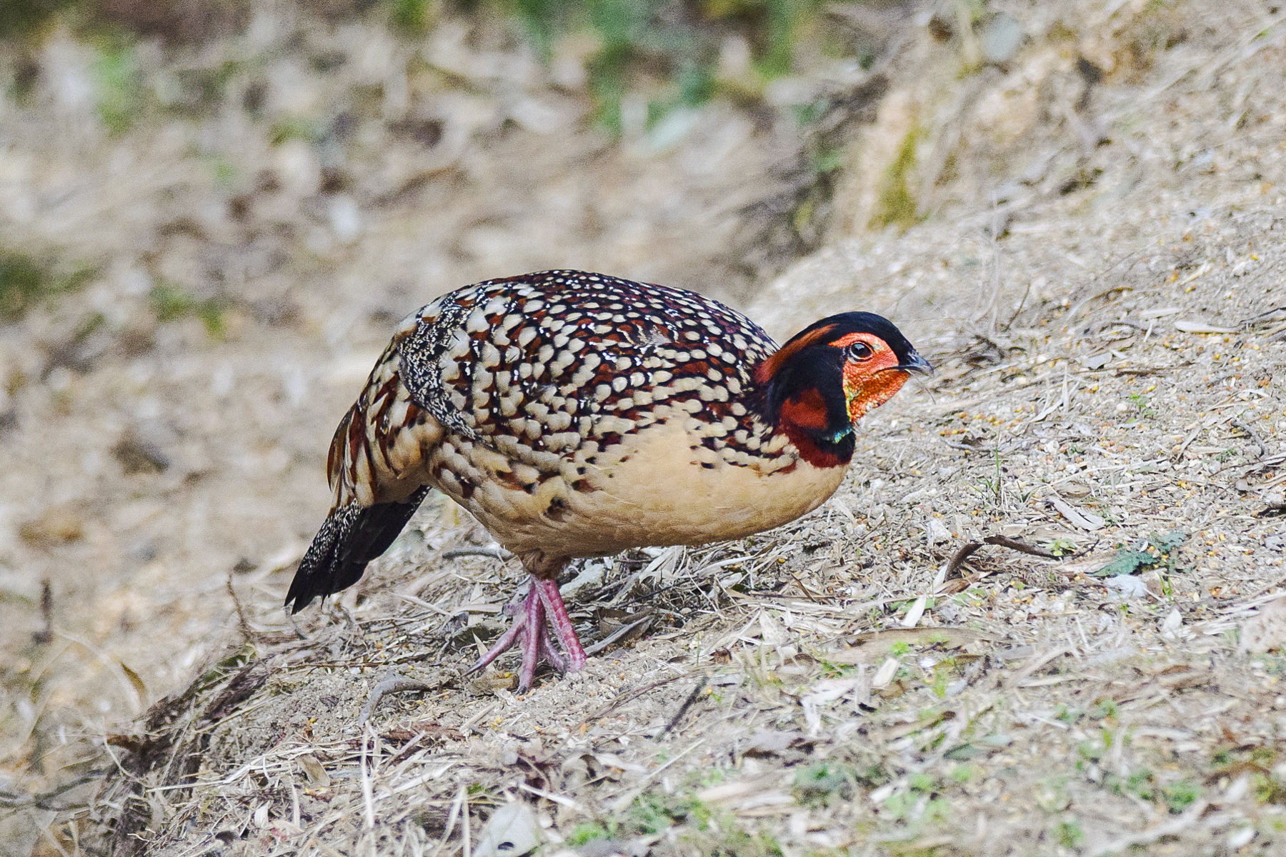 Cabot's Tragopan (image by Vincent van der Spek)