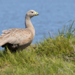 Cape Barren Goose (image by Mike Watson)