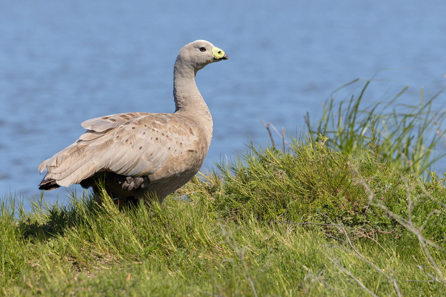 Cape Barren Goose (image by Mike Watson)