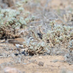Chestnut-breasted Whiteface (image by Mike Watson)
