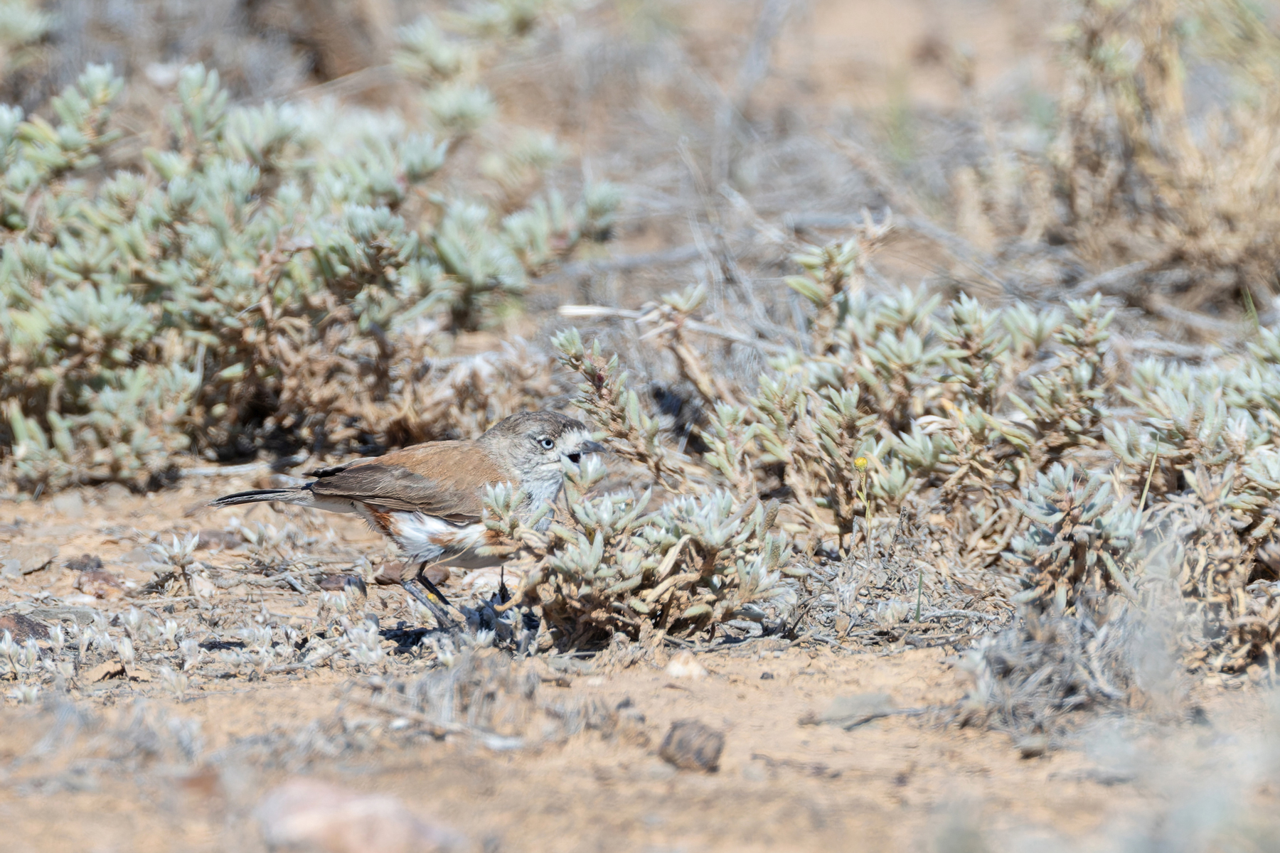 Chestnut-breasted Whiteface (image by Mike Watson)