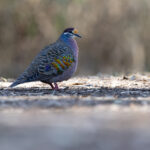 Common Bronzewing (image by Mike Watson)