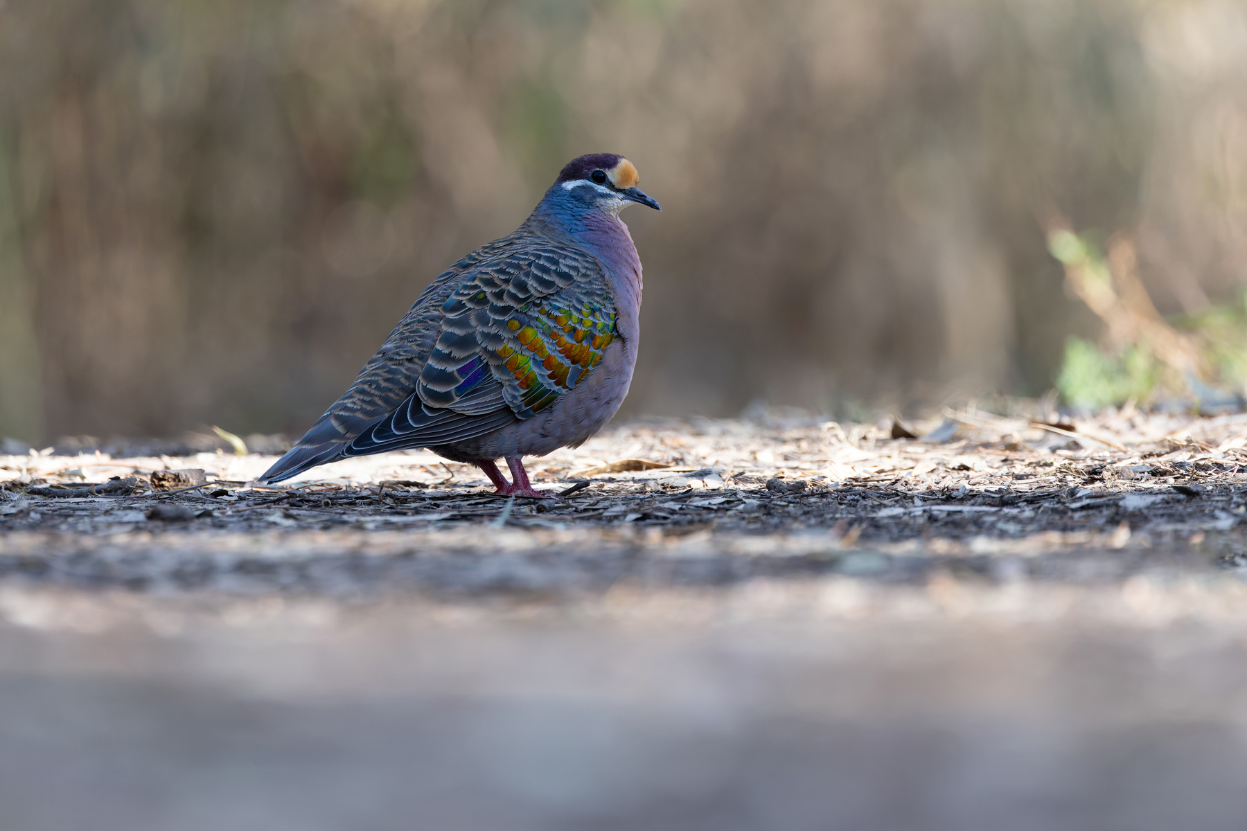 Common Bronzewing (image by Mike Watson)