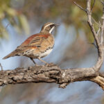 Copperback Quailthrush (image by Mike Watson)