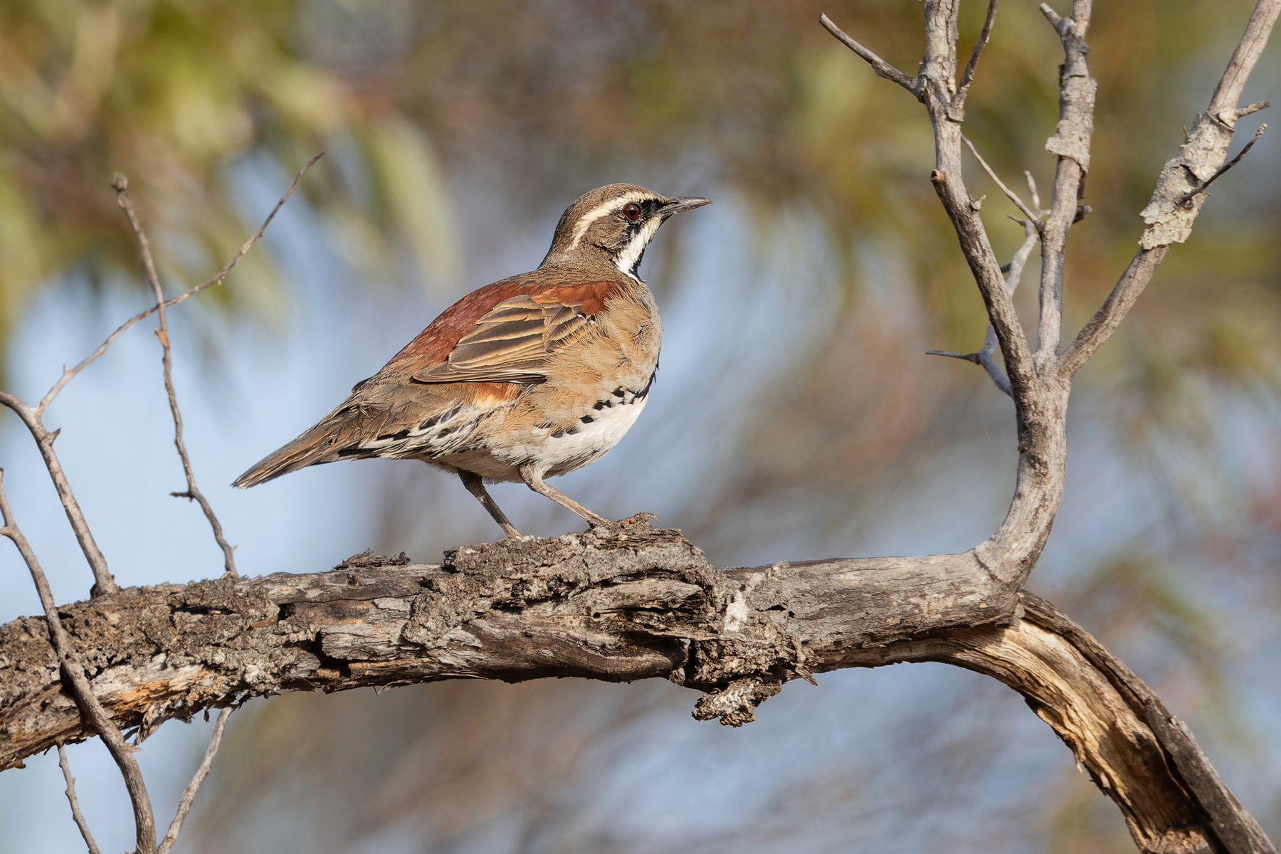 Copperback Quailthrush (image by Mike Watson)