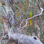 Elegant Parrot (image by Mike Watson)