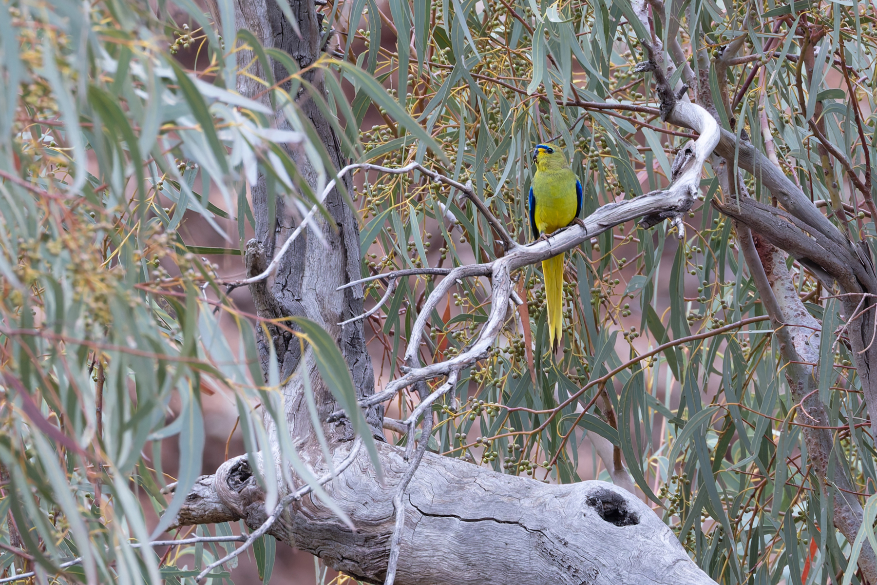 Elegant Parrot (image by Mike Watson)