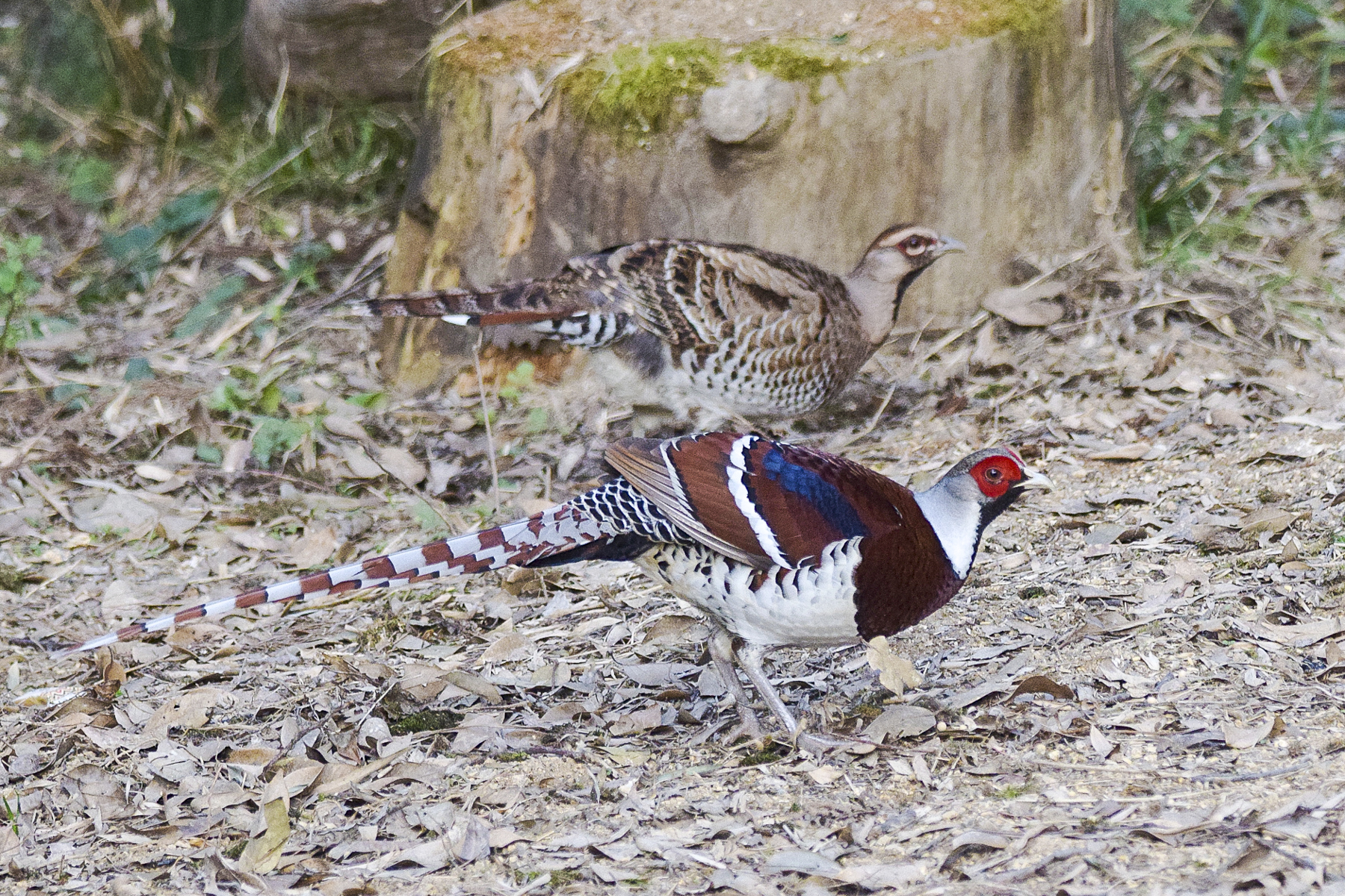 Elliot's Pheasants (image by Vincent van der Spek)