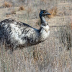 Emu (image by Mike Watson)