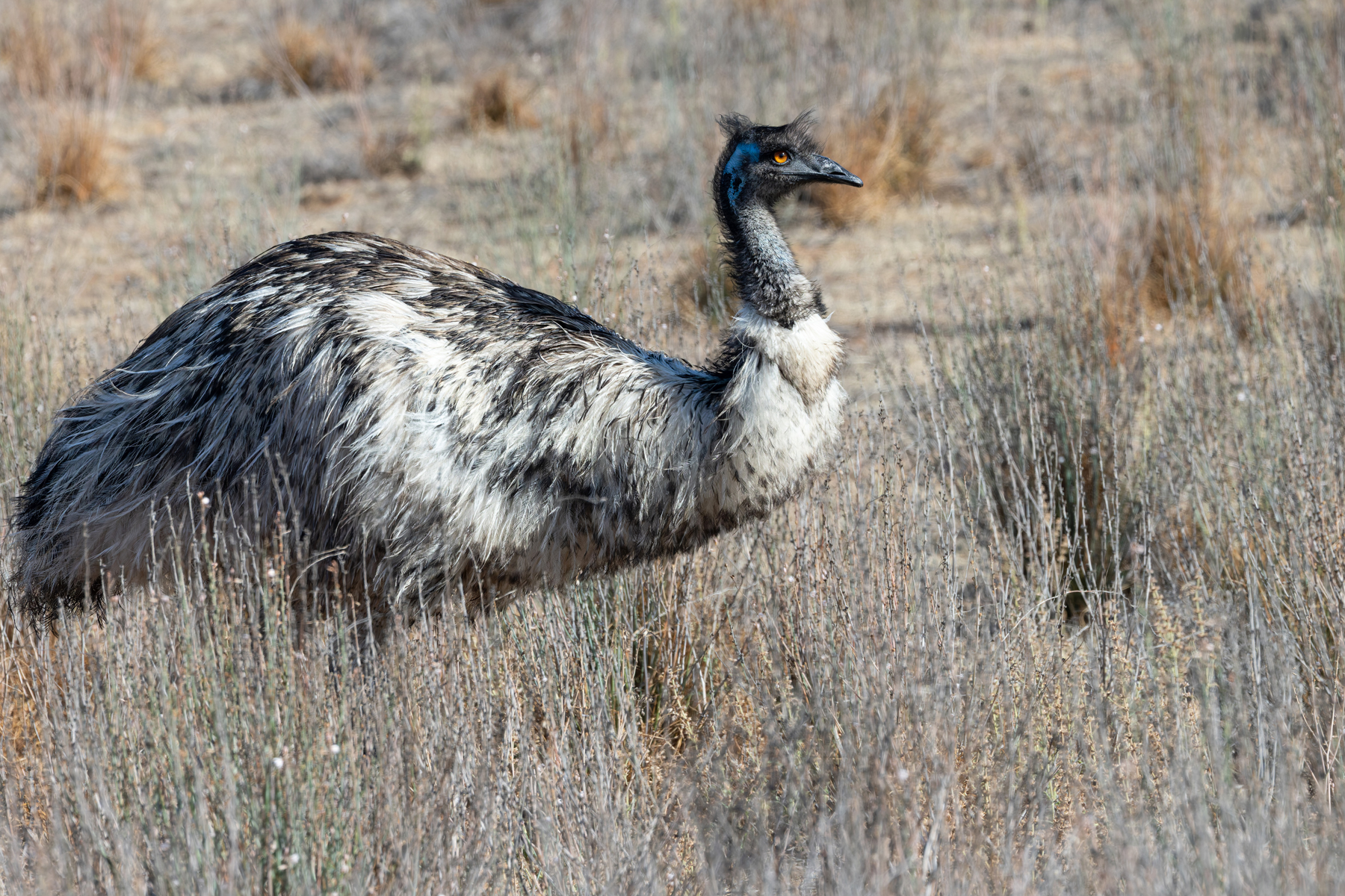 Emu (image by Mike Watson)