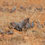 Flock Bronzewings (image by Mike Watson)