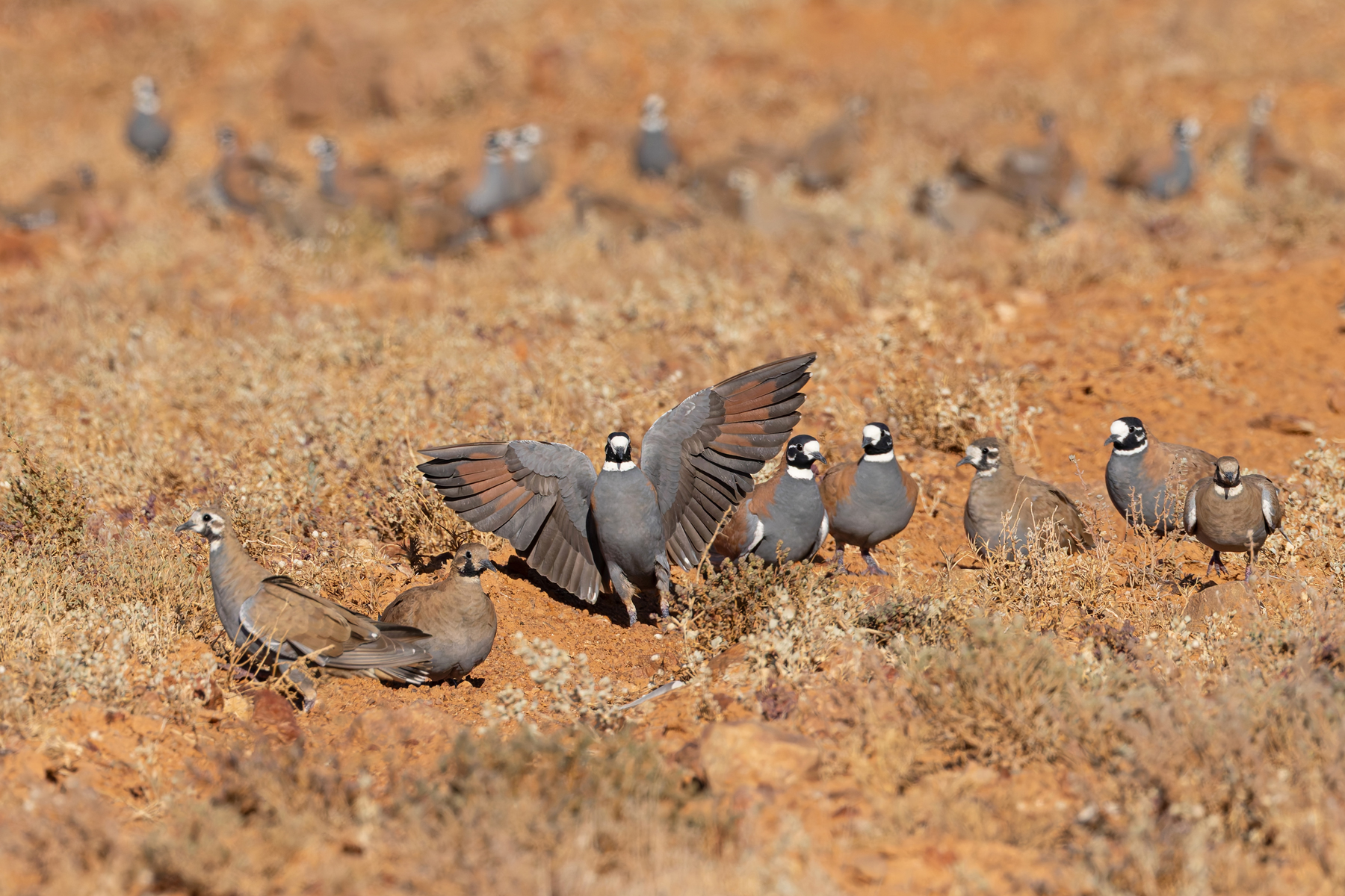 Flock Bronzewings (image by Mike Watson)