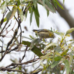 Forty-spotted Pardalote (image by Mike Watson)