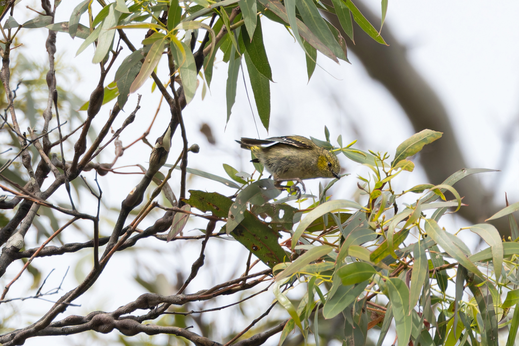 Forty-spotted Pardalote (image by Mike Watson)