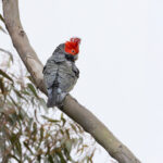 Gang-gang Cockatoo (image by Mike Watson)