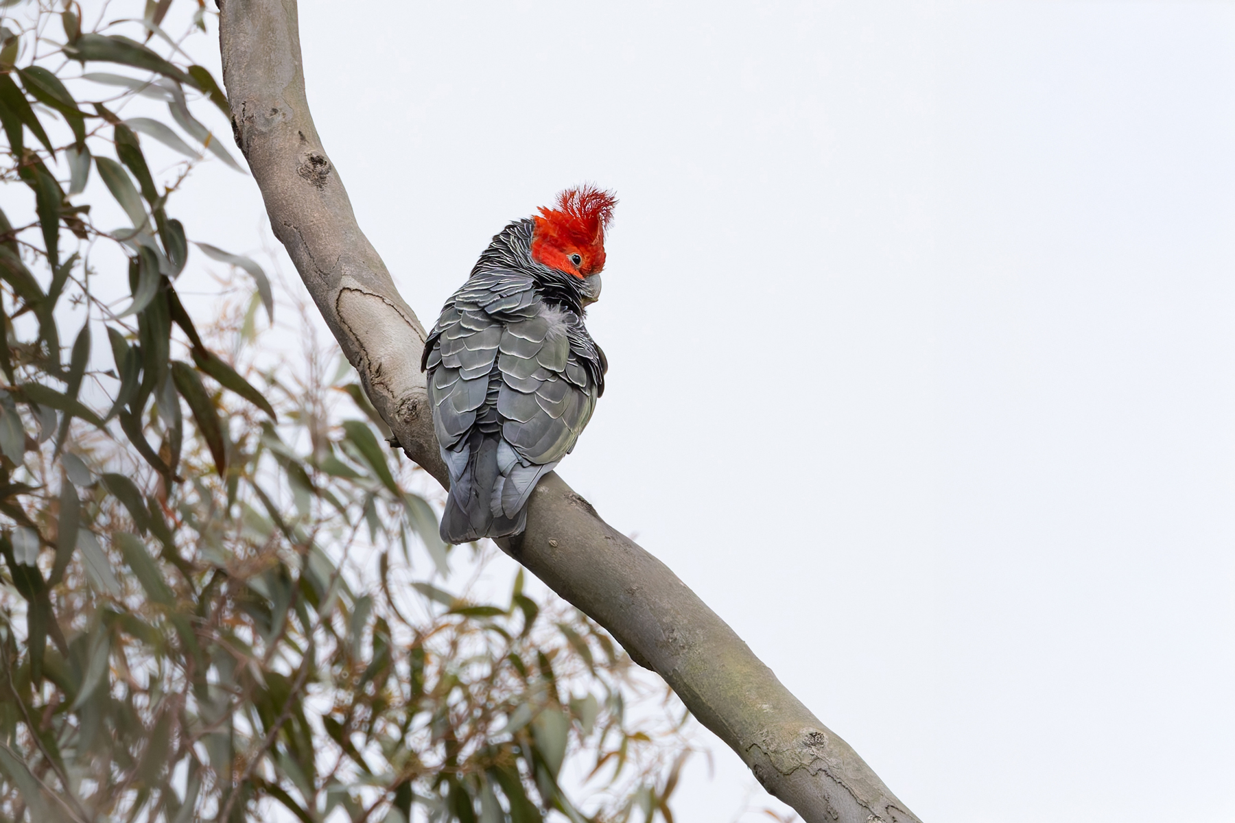Gang-gang Cockatoo (image by Mike Watson)