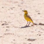 Gibberbird (image by Mike Watson)