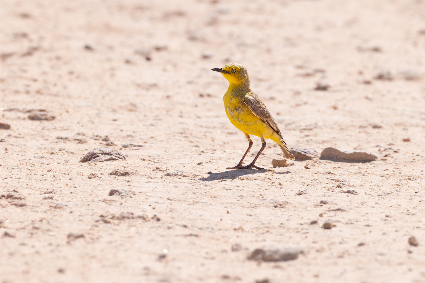 Gibberbird (image by Mike Watson)