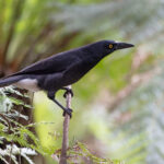 Grey Currawong (image by Mike Watson)