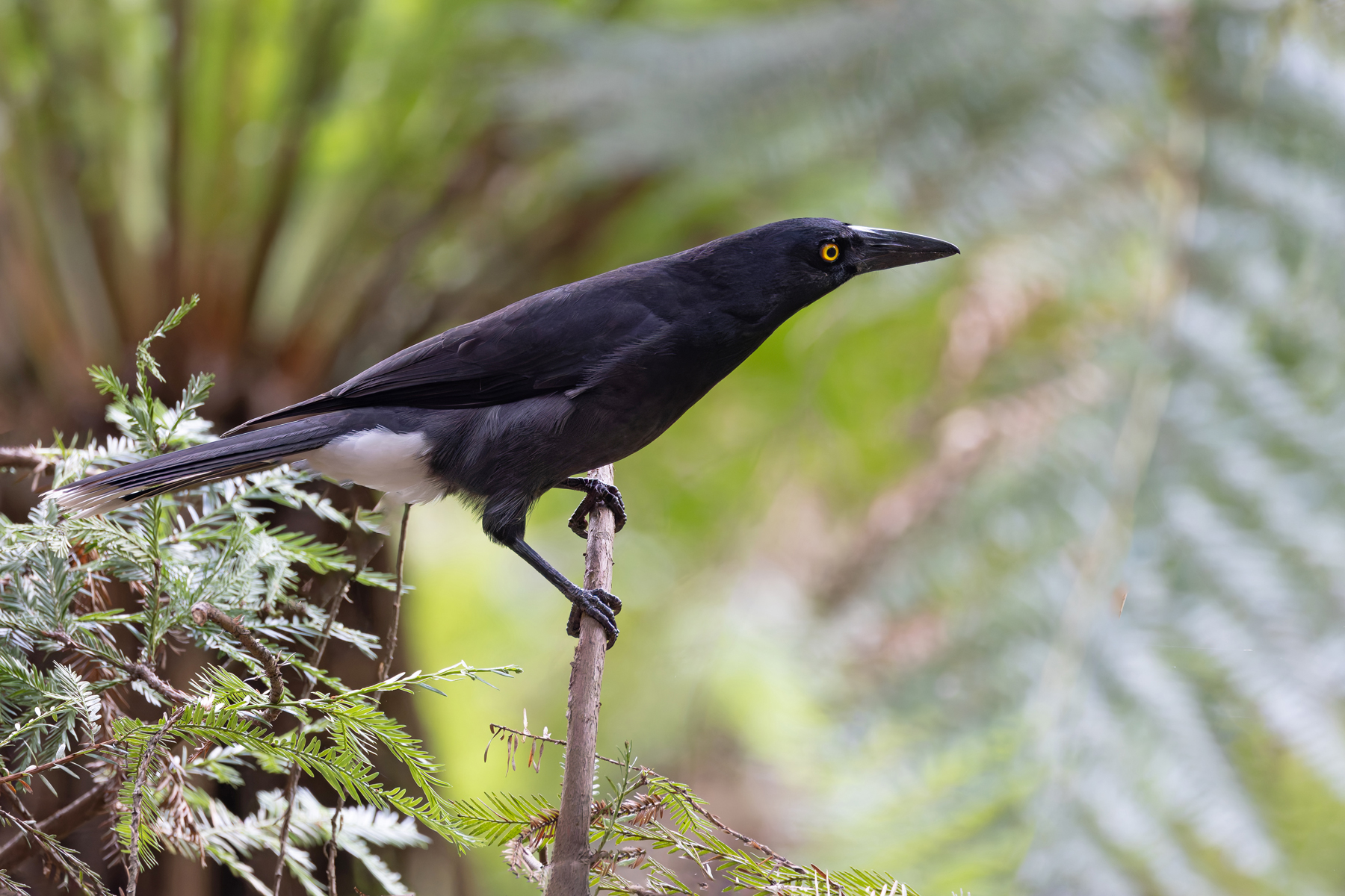 Grey Currawong (image by Mike Watson)