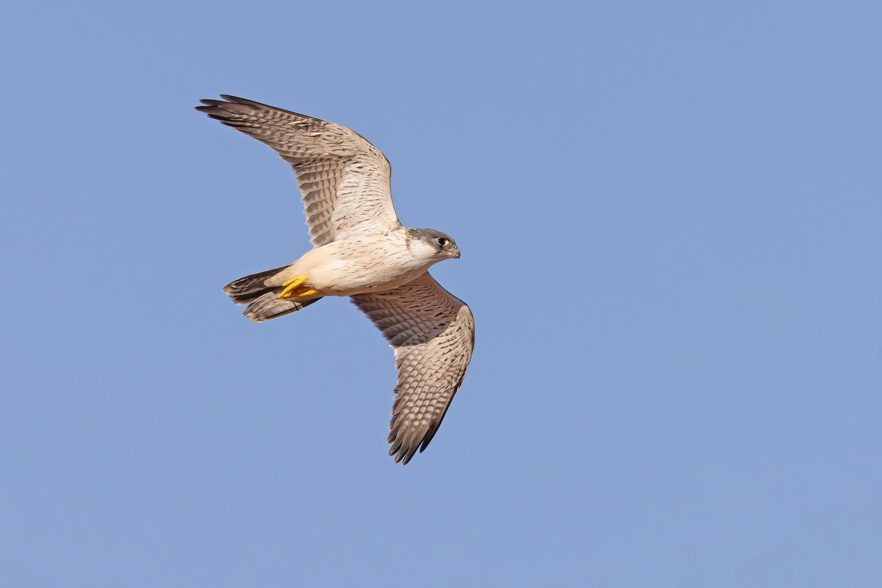 Grey Falcon (image by Mike Watson)