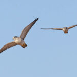 Grey Falcons (image by Mike Watson)