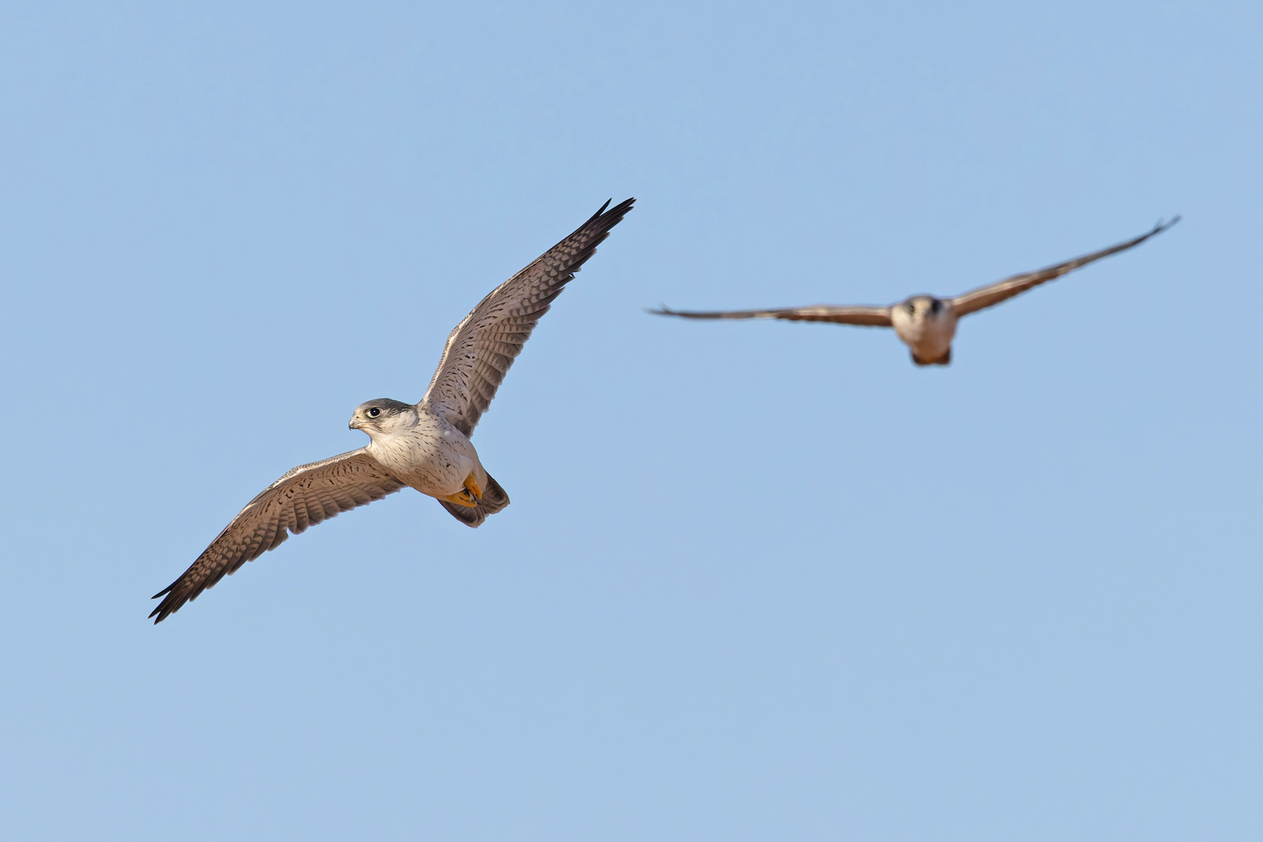 Grey Falcons (image by Mike Watson)