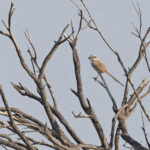 Grey Grasswren (image by Mike Watson)