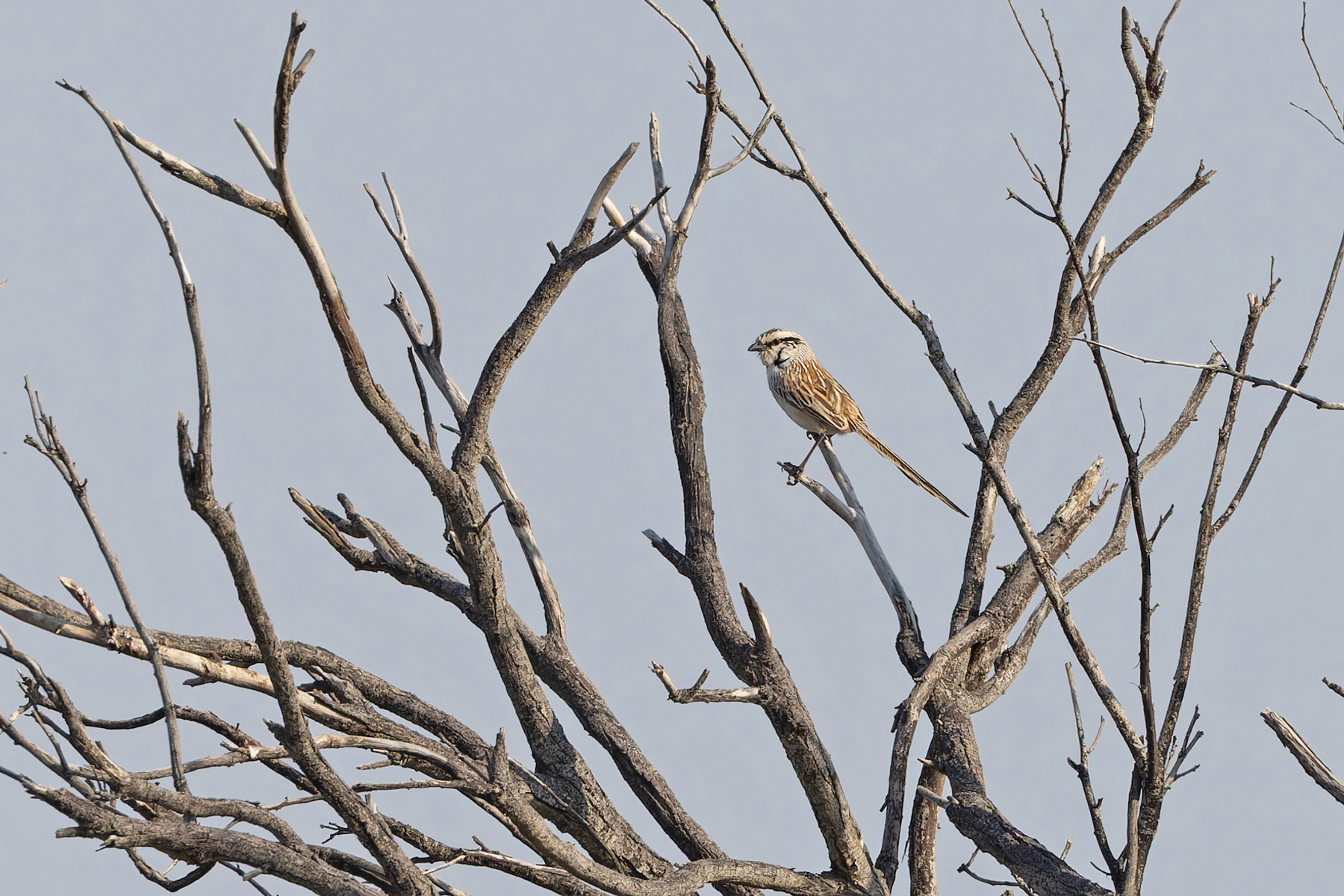 Grey Grasswren (image by Mike Watson)
