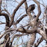 Ground Cuckooshrike on nest (image by Mike Watson)