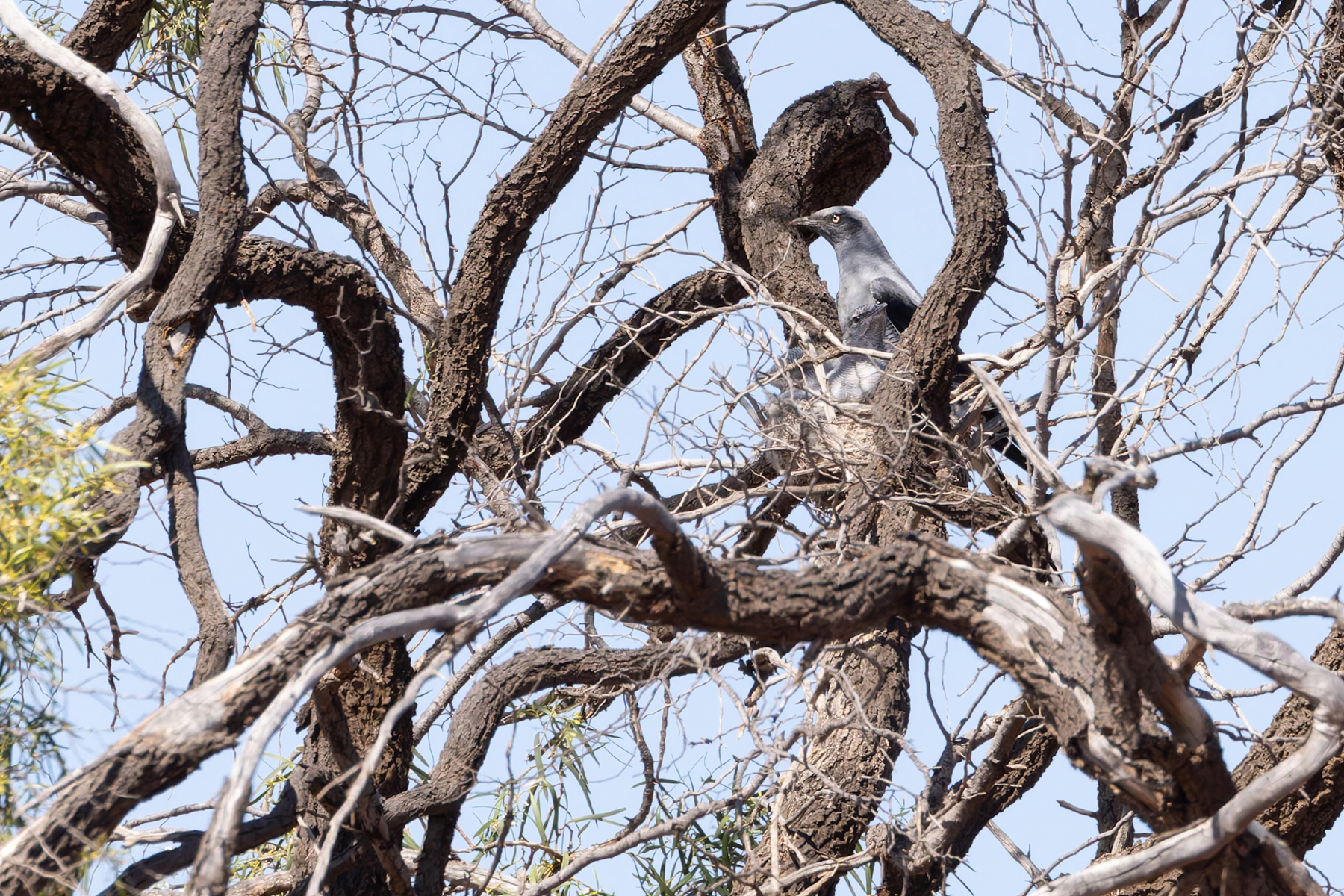 Ground Cuckooshrike on nest (image by Mike Watson)