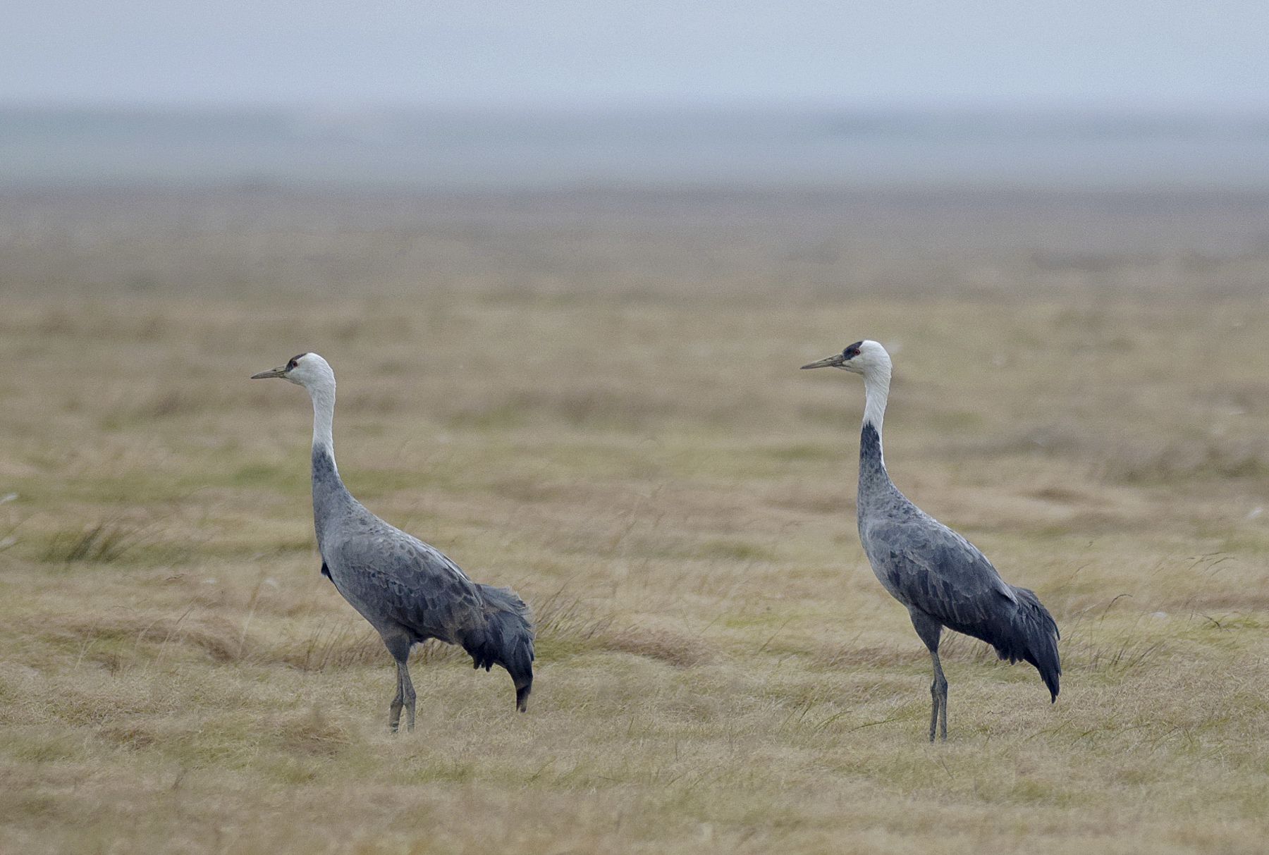 Hooded Cranes (image by Vincent van der Spek)