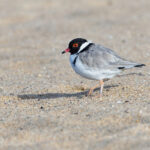 Hooded Plover (image by Mike Watson)