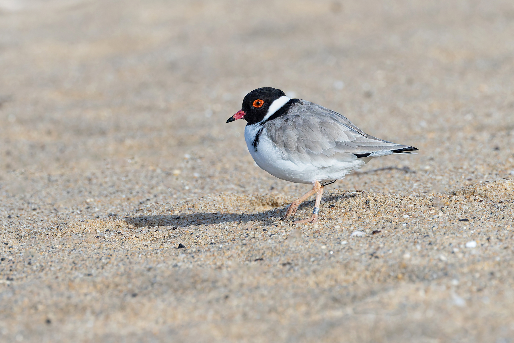 Hooded Plover (image by Mike Watson)