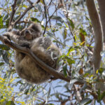 Koala (image by Mike Watson)