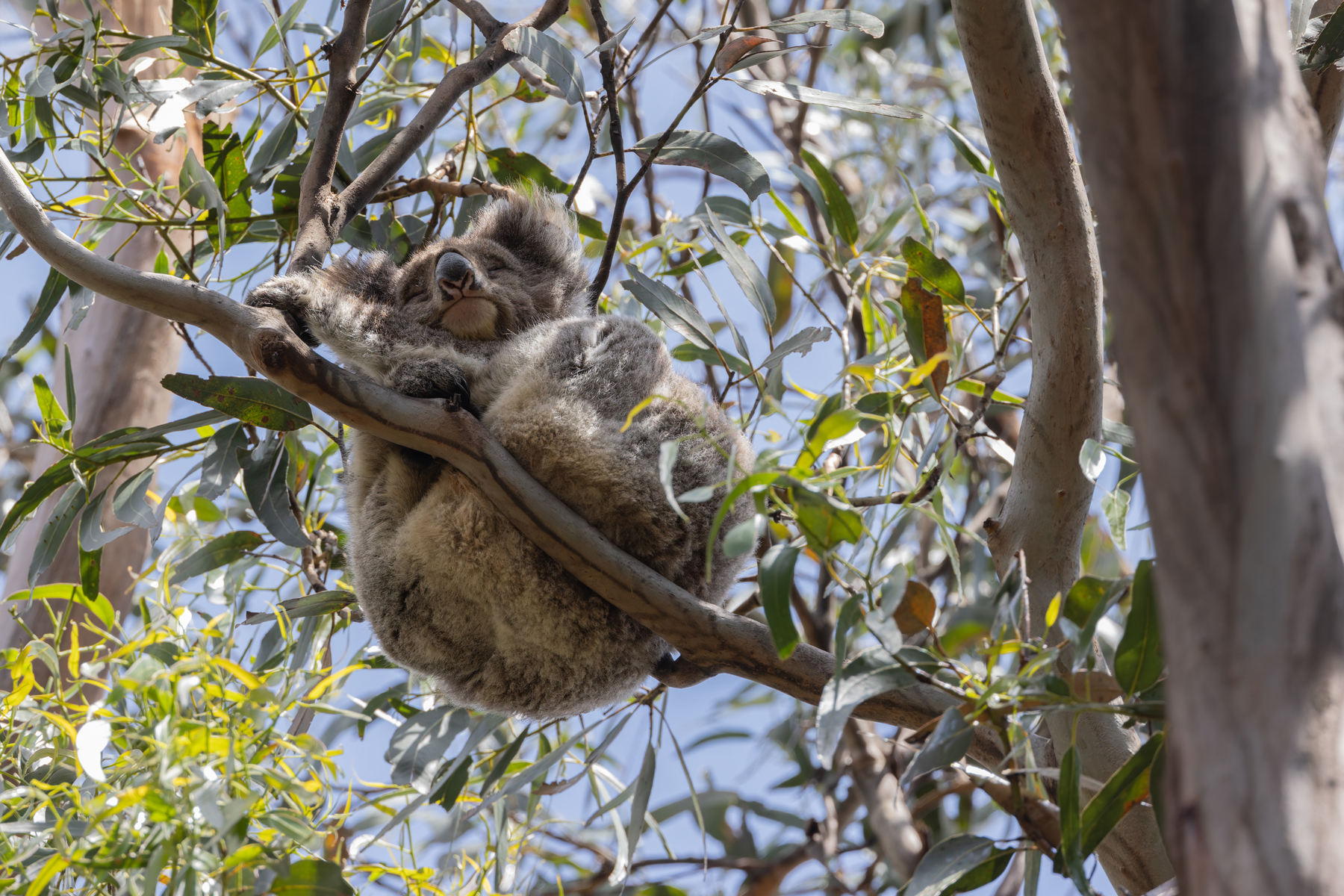 Koala (image by Mike Watson)