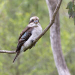 Laughing Kookaburra (image by Mike Watson)