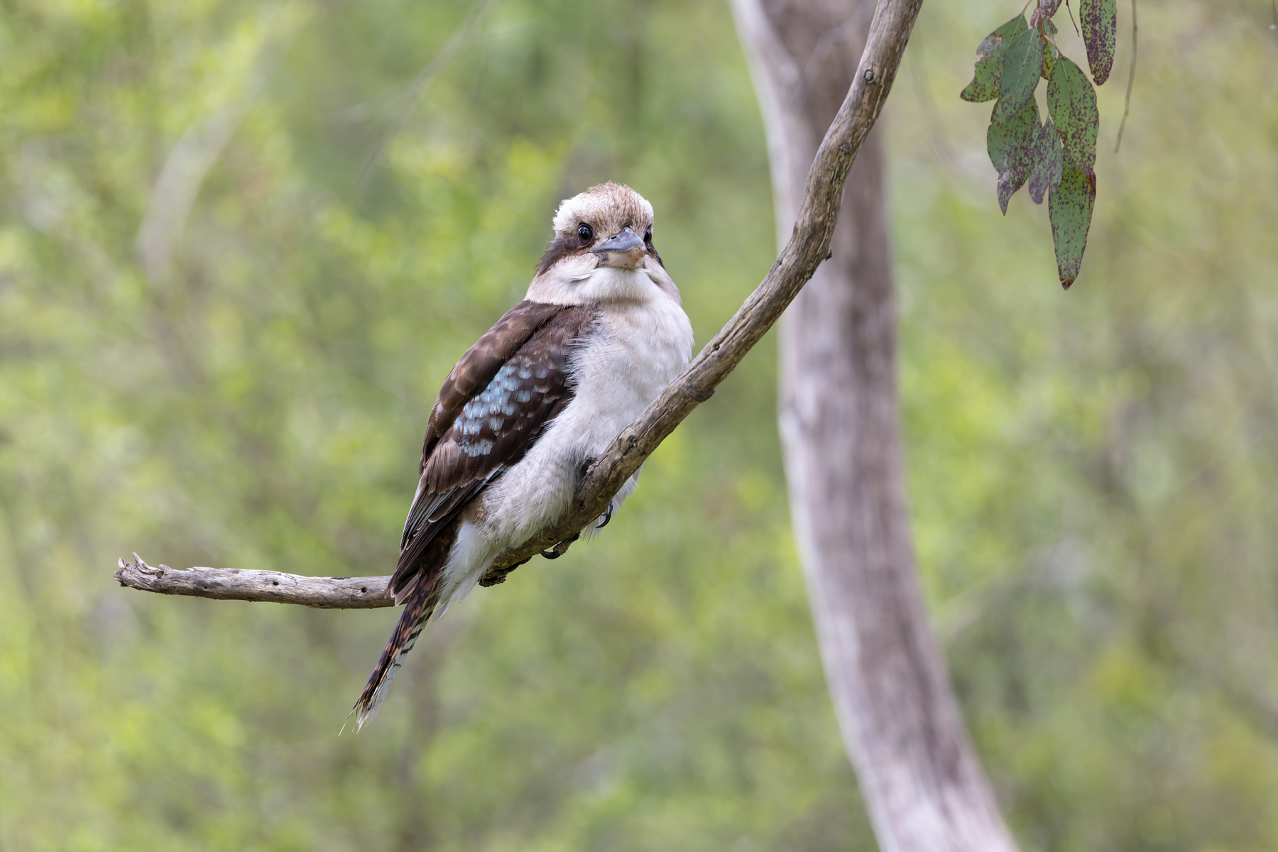 Laughing Kookaburra (image by Mike Watson)