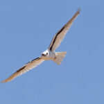 Letter-winged Kite (image by Mike Watson)