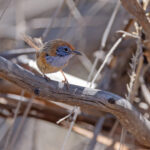 Mallee Emu-wren (image by Mike Watson)